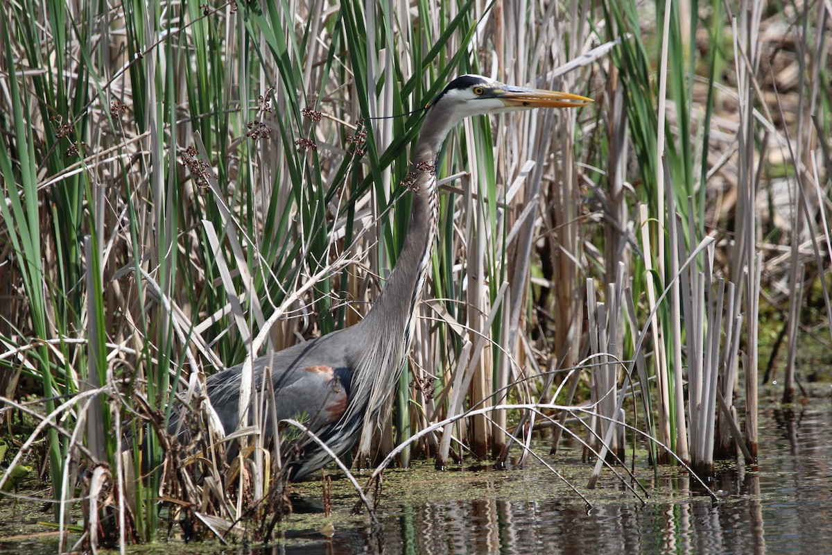 Great Blue Heron - Suzanne Picard