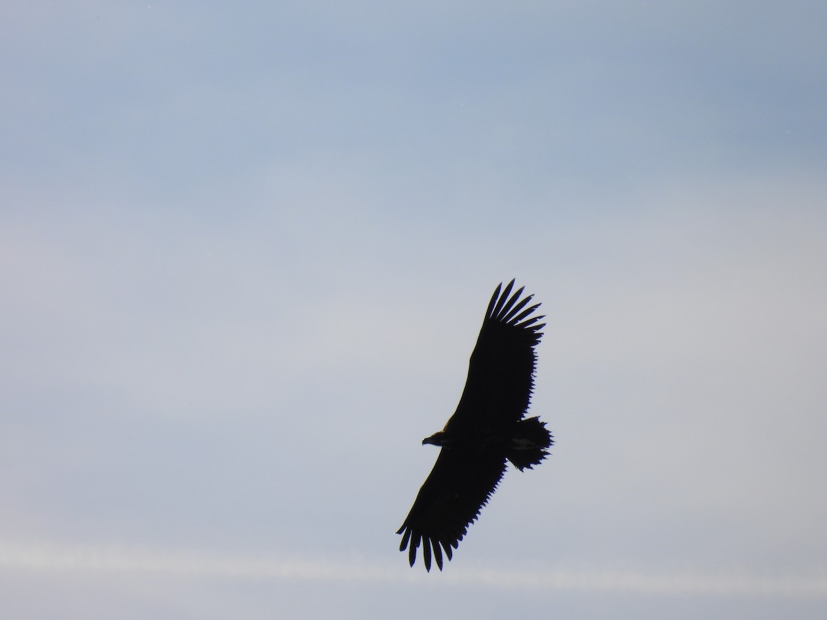 Cinereous Vulture - Dani G. Jambrina