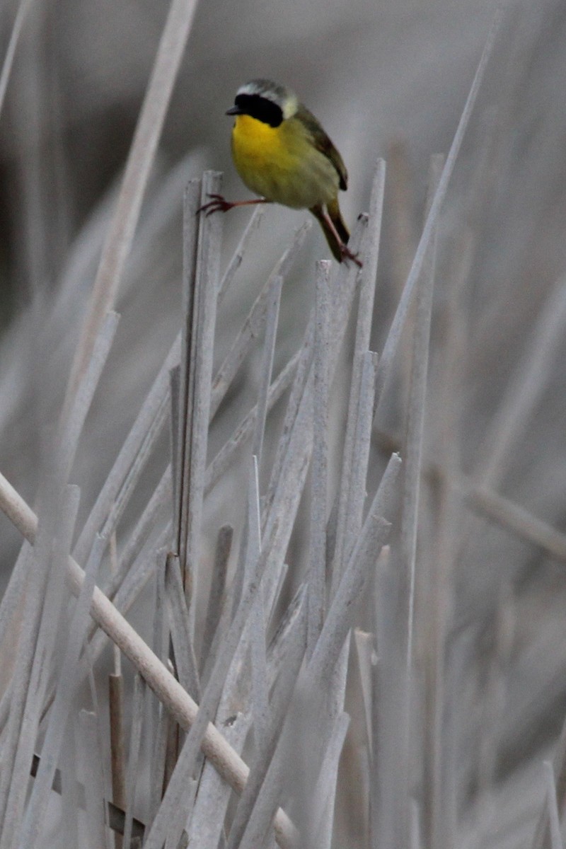 Common Yellowthroat - Suzanne Picard