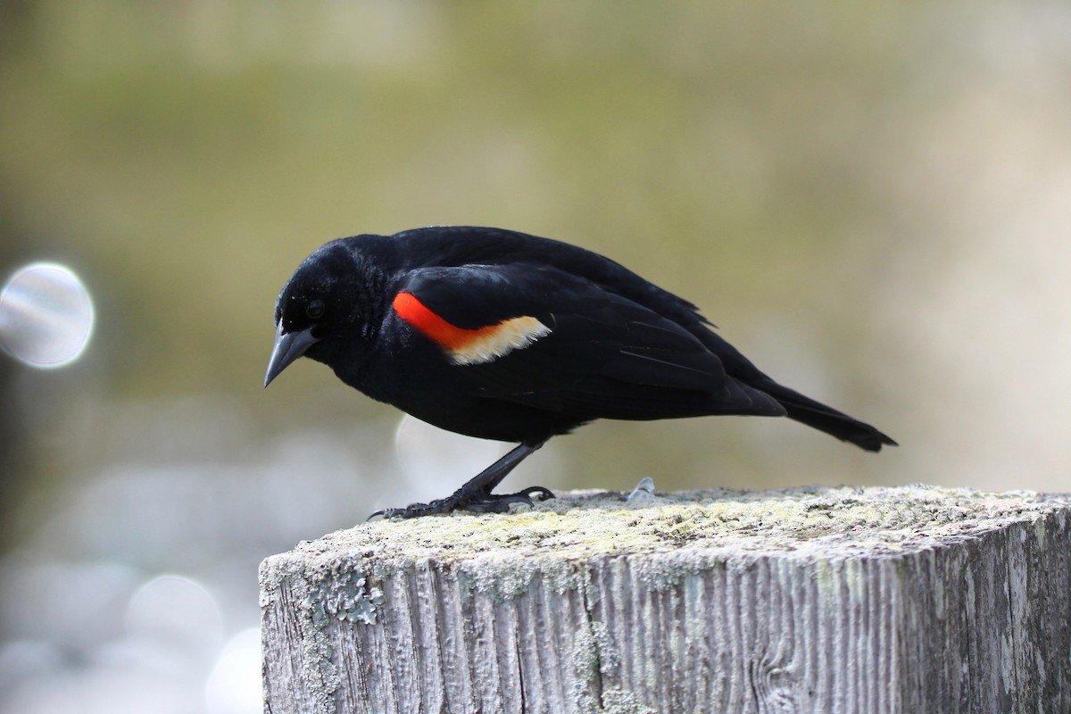 Red-winged Blackbird - Suzanne Picard