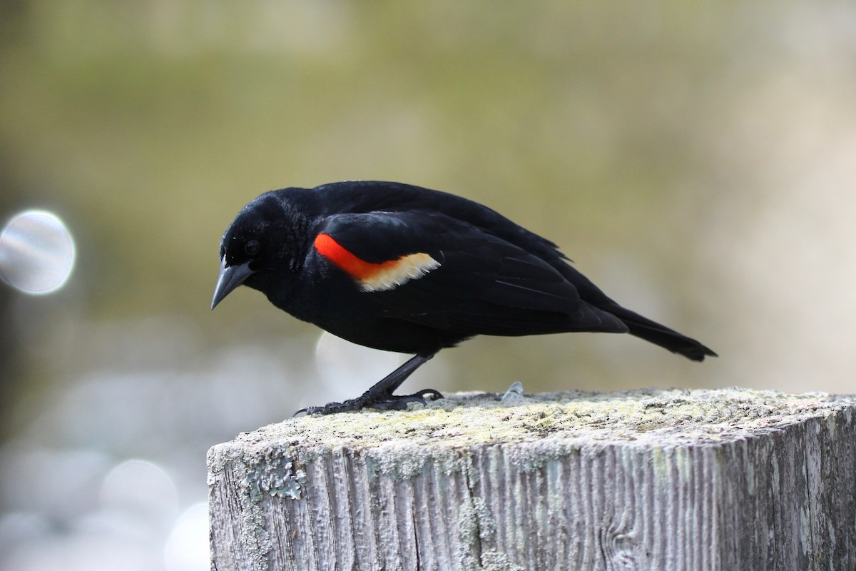 Red-winged Blackbird - ML619179419