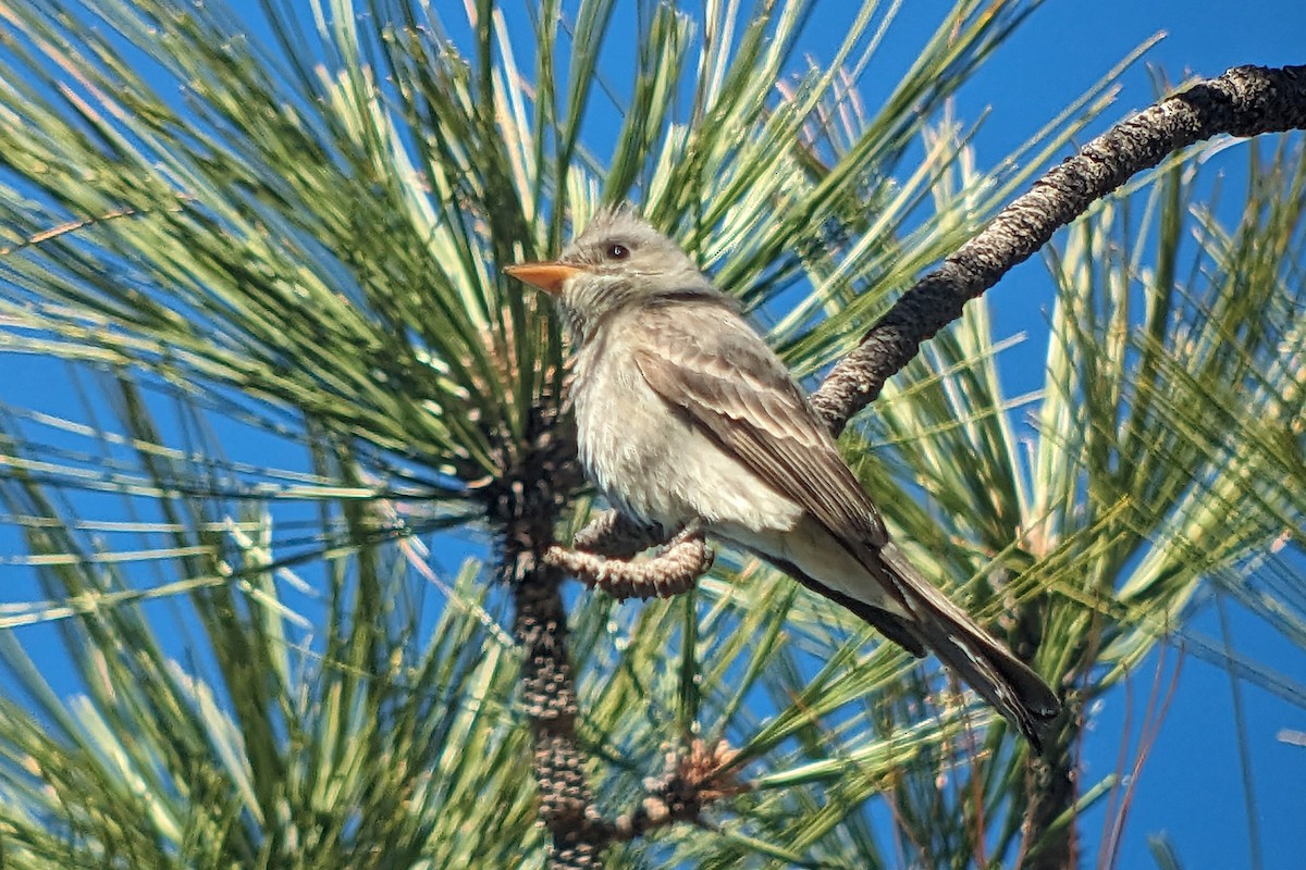 Greater Pewee - Richard Fray