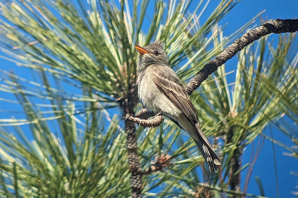 Greater Pewee - Richard Fray