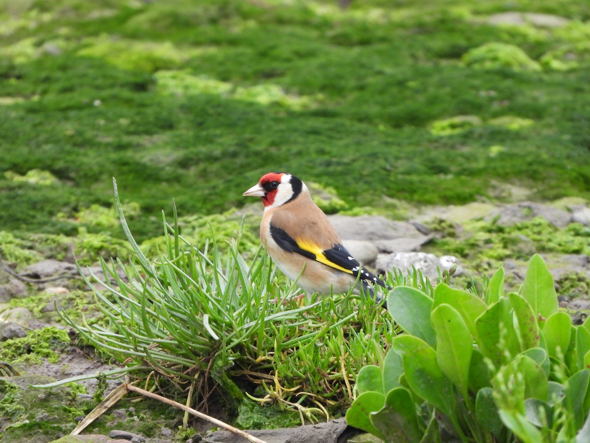 European Goldfinch - Haydee Huwel