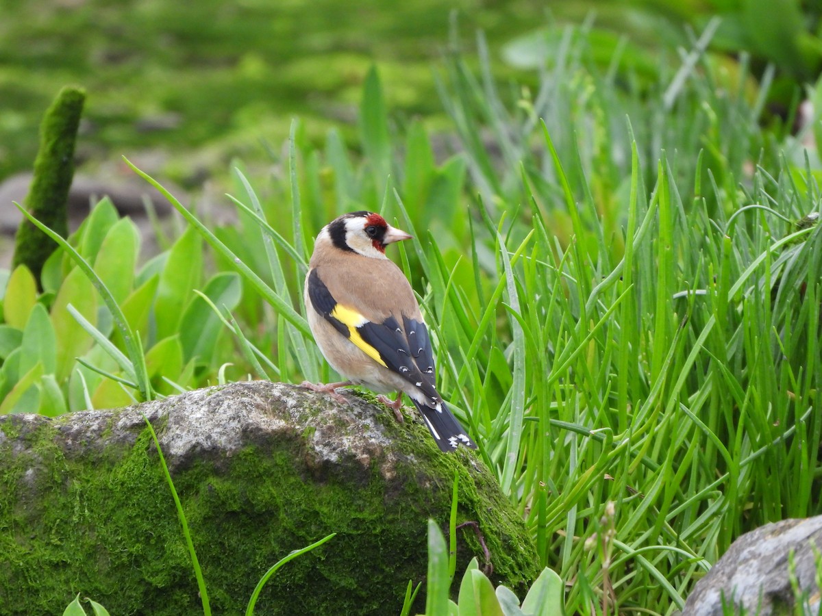 European Goldfinch - Haydee Huwel