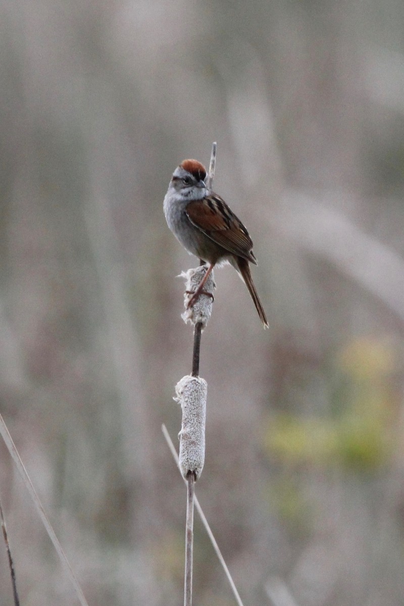 Swamp Sparrow - Suzanne Picard