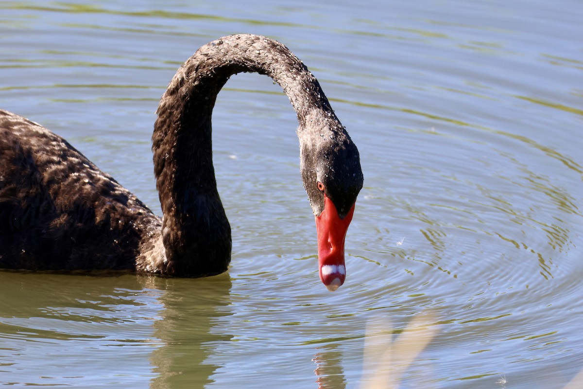 Black Swan - Terry O’Connor