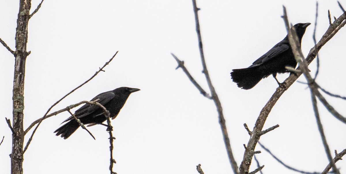 American Crow - Matt M.