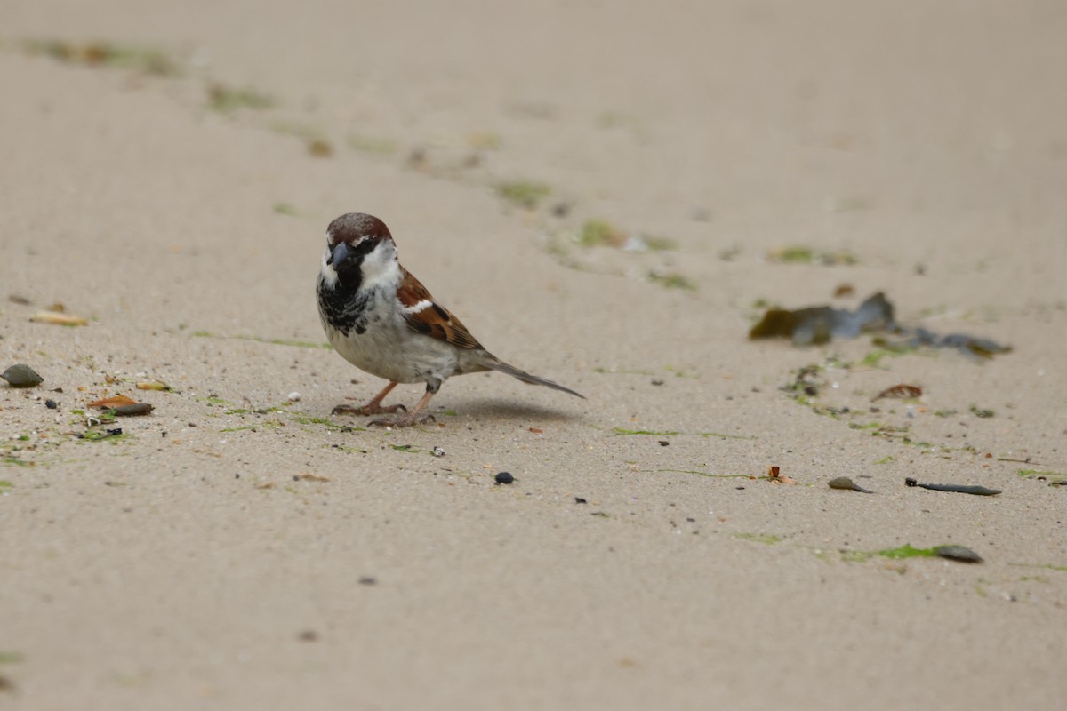 House Sparrow - Gareth Bowes