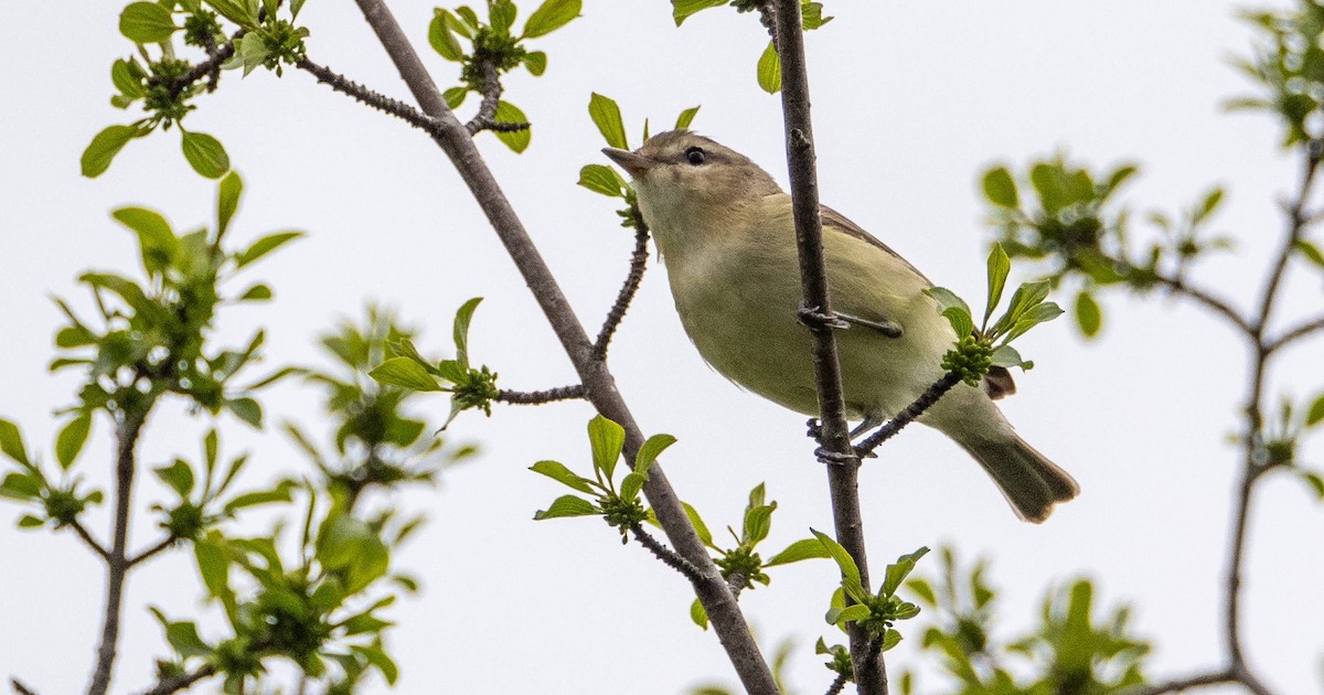 Warbling Vireo - Matt M.