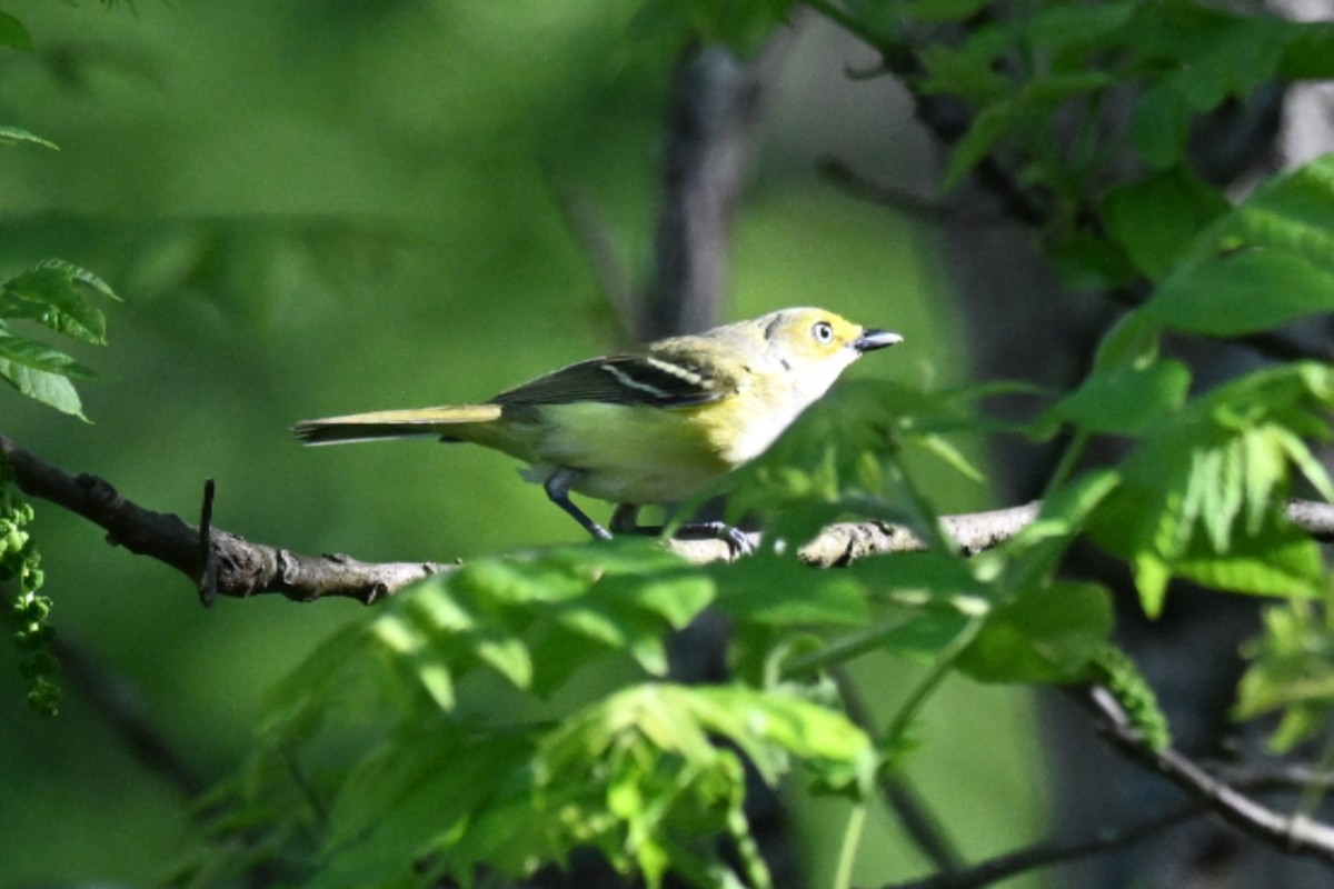 White-eyed Vireo - Roy Knispel