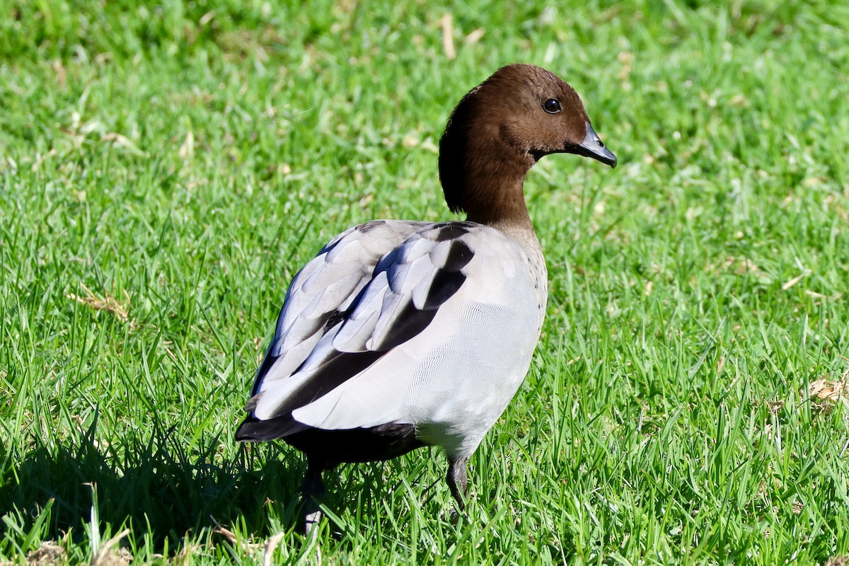 Maned Duck - ML619179499