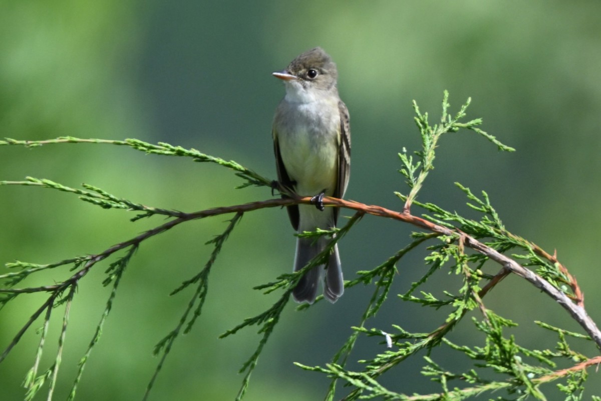 Willow Flycatcher - Roy Knispel