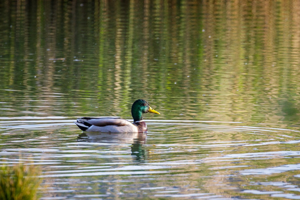 Mallard - Reinhard Brantner