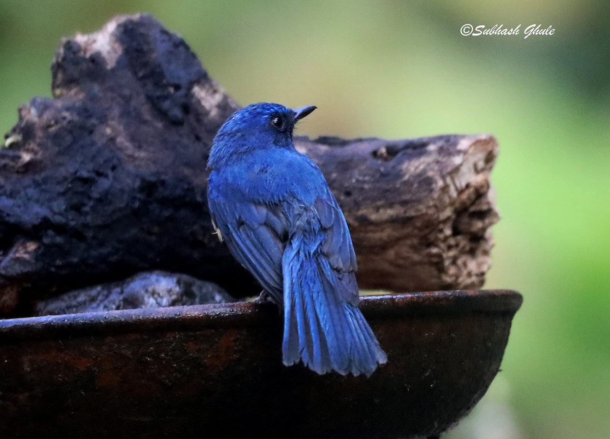 Tickell's Blue Flycatcher - SUBHASH GHULE