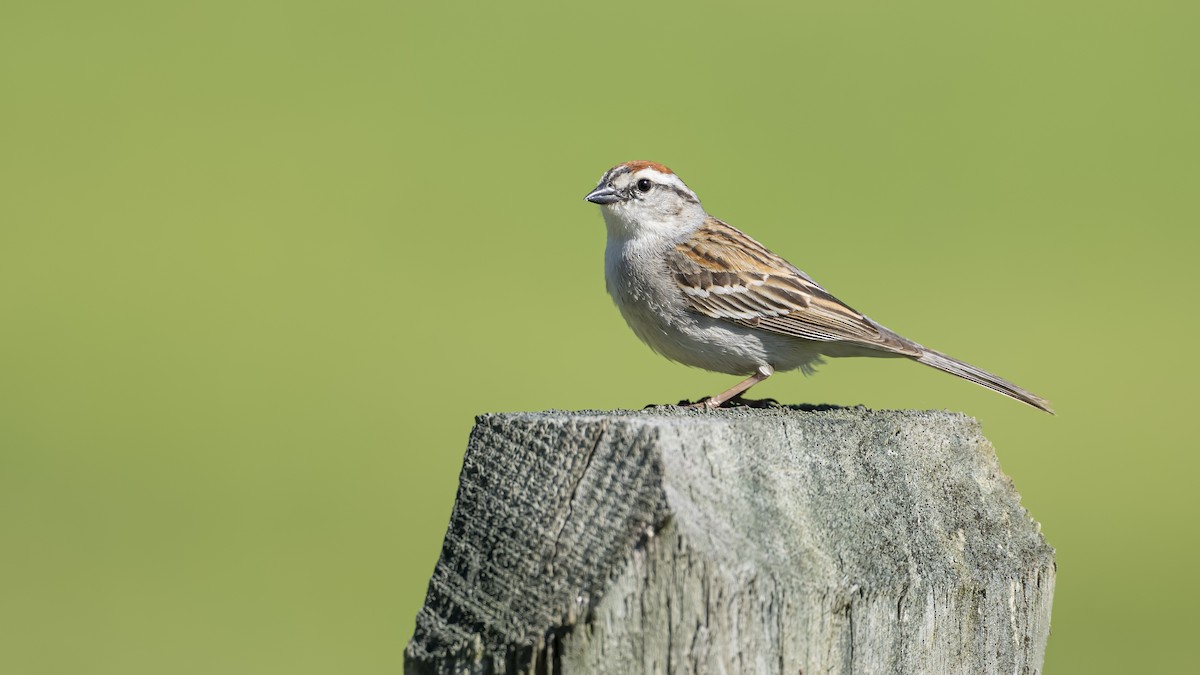 Chipping Sparrow - Steve & Betty Arthur