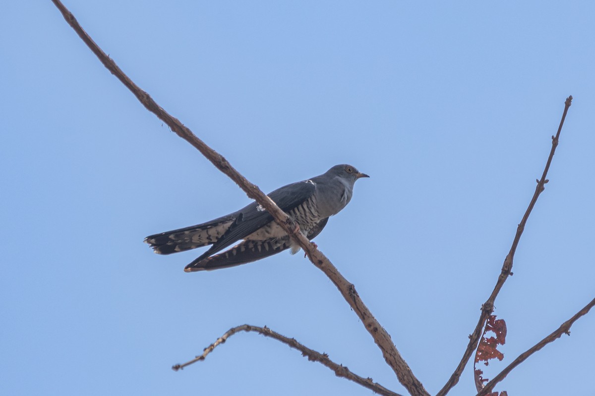 Common Cuckoo - Lalmani Regmi