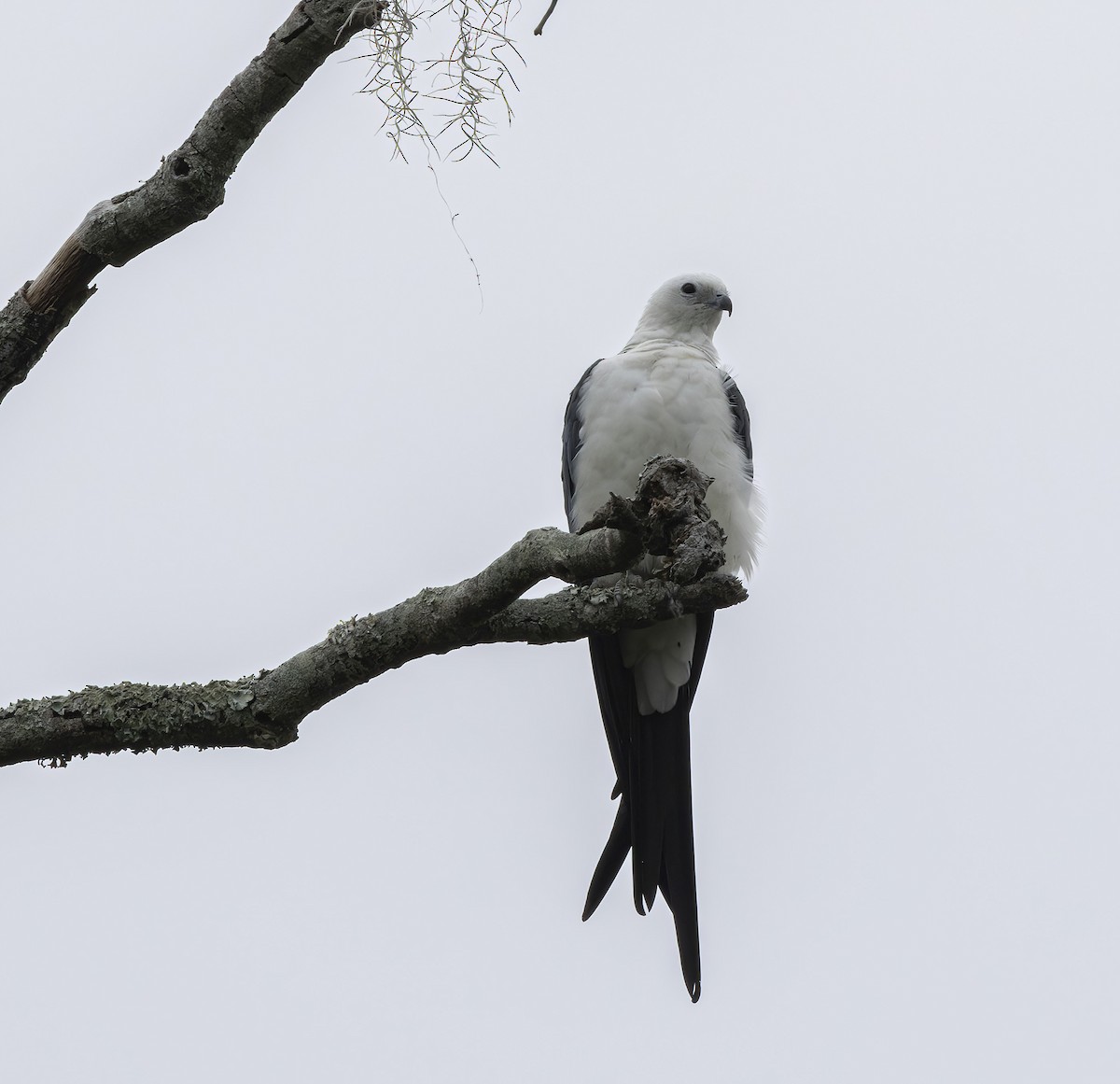 Swallow-tailed Kite - barbara taylor