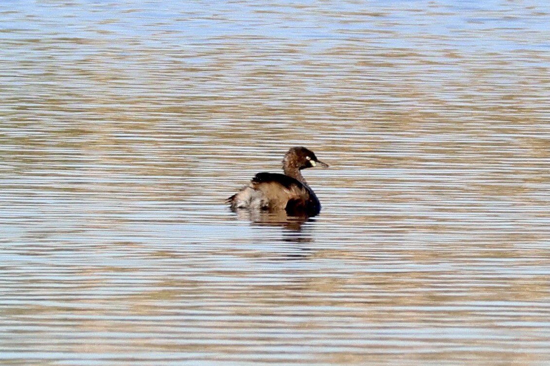 Australasian Grebe - ML619179572