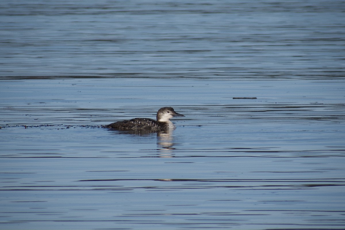 Common Loon - Melina Watson