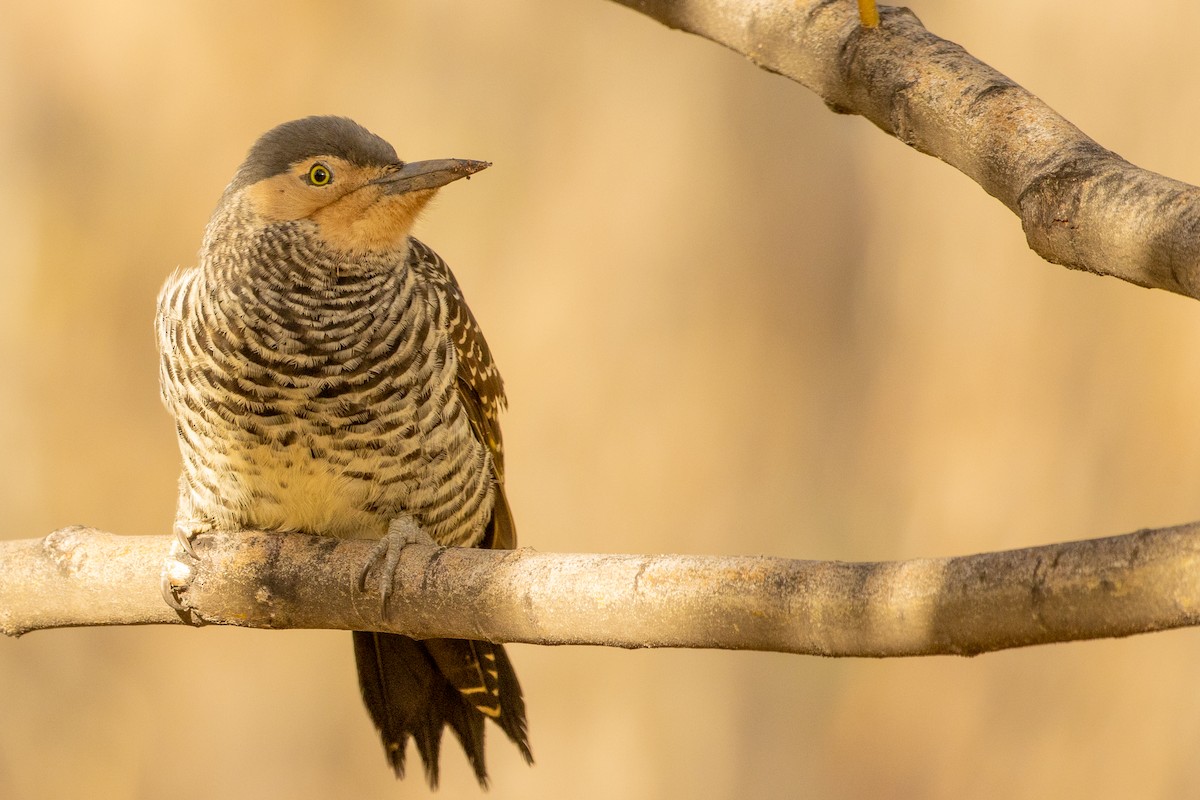 Chilean Flicker - ML619179607