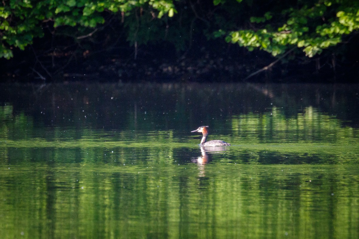 Great Crested Grebe - Reinhard Brantner