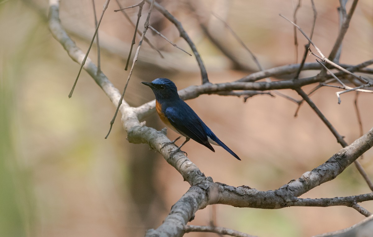 Blue-throated Flycatcher - Lalmani Regmi
