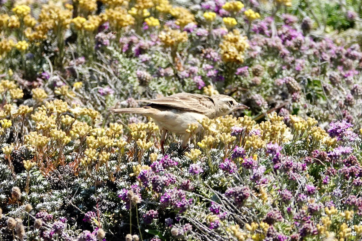 Tawny Pipit - David Ratcliffe