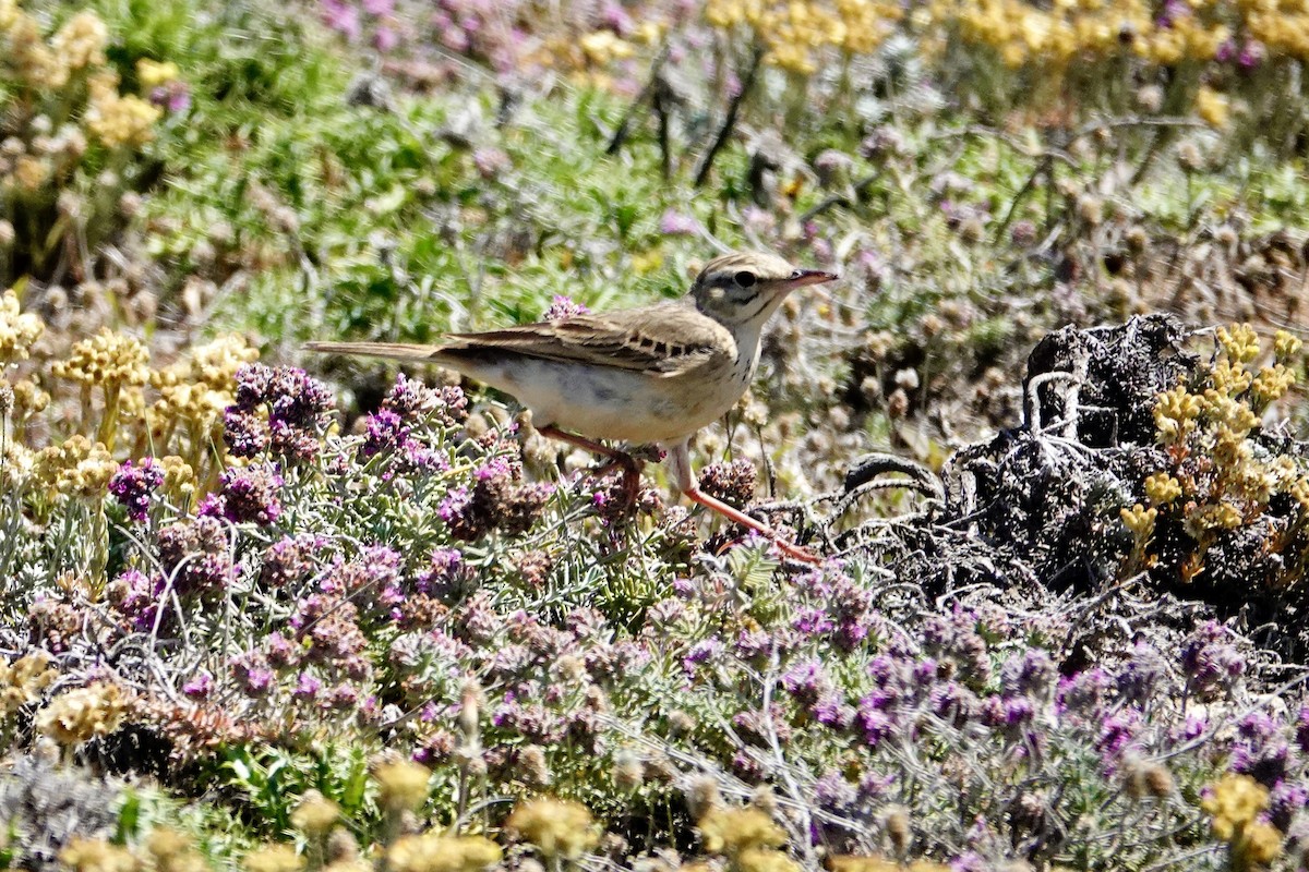 Tawny Pipit - David Ratcliffe