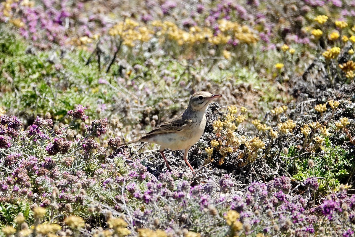 Tawny Pipit - David Ratcliffe