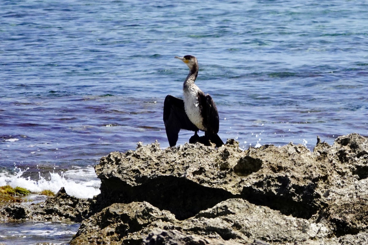 Great Cormorant - ML619179655