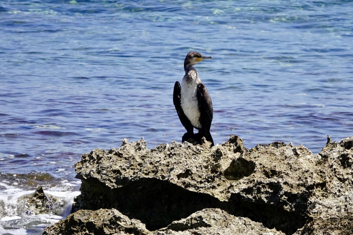 Great Cormorant - ML619179656