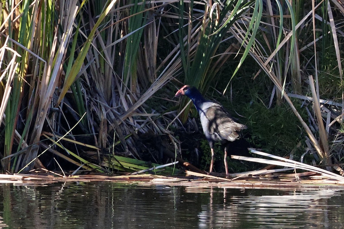 Australasian Swamphen - ML619179660