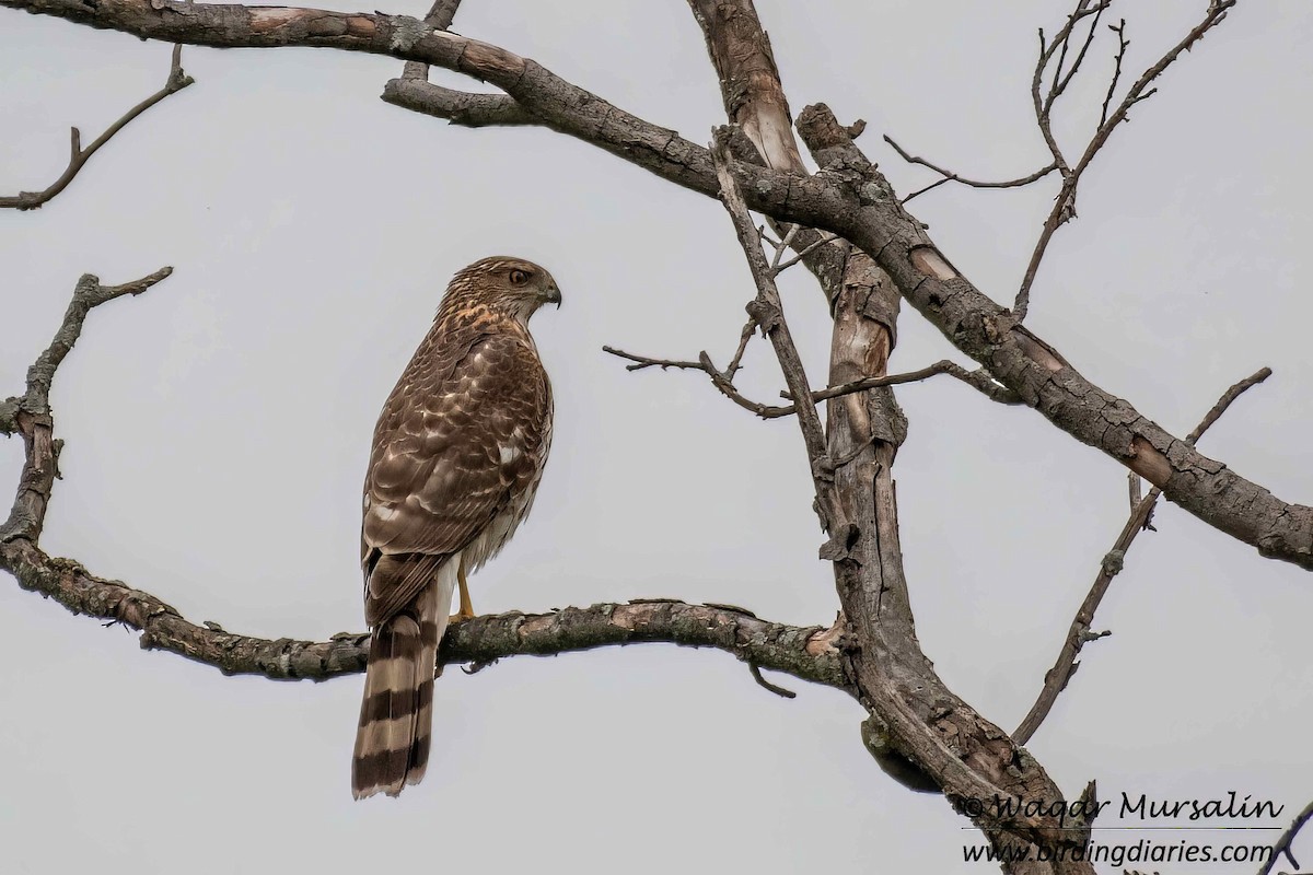 Cooper's Hawk - Waqar Mursalin