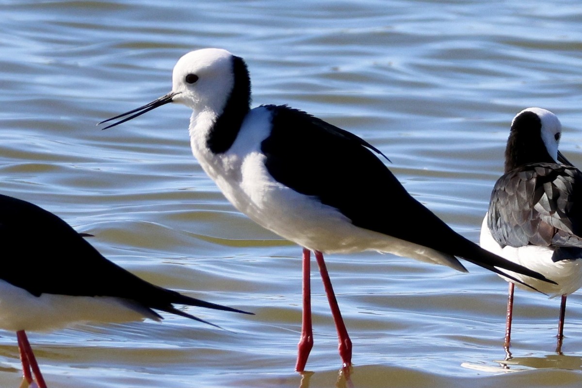 Pied Stilt - Terry O’Connor