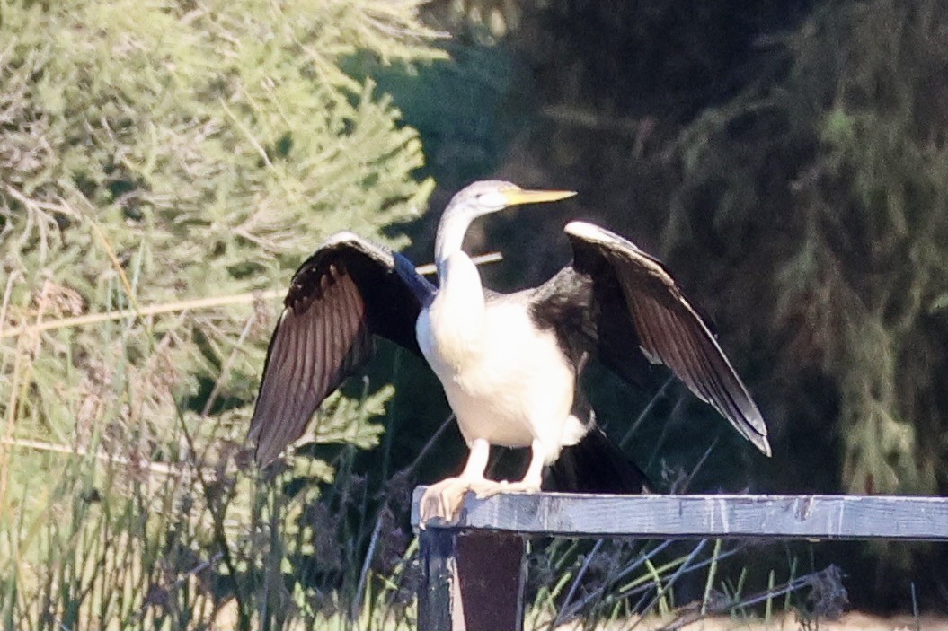 Australasian Darter - Terry O’Connor