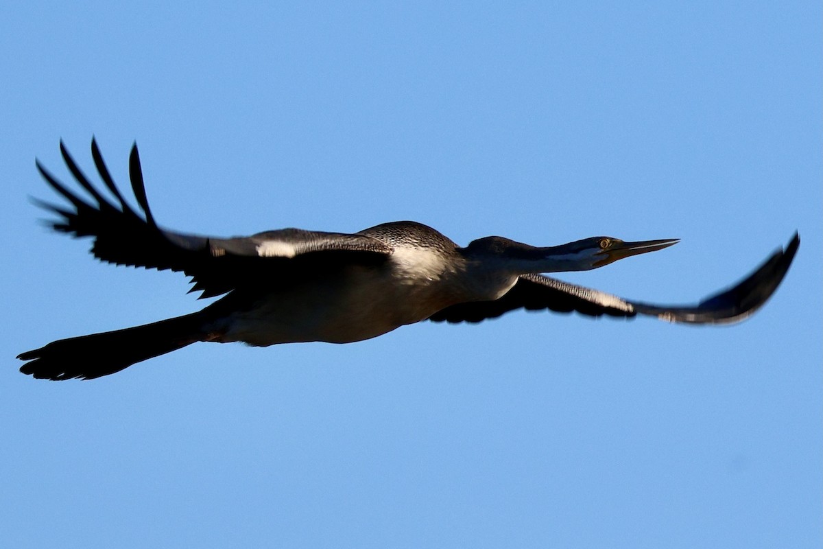 Australasian Darter - Terry O’Connor