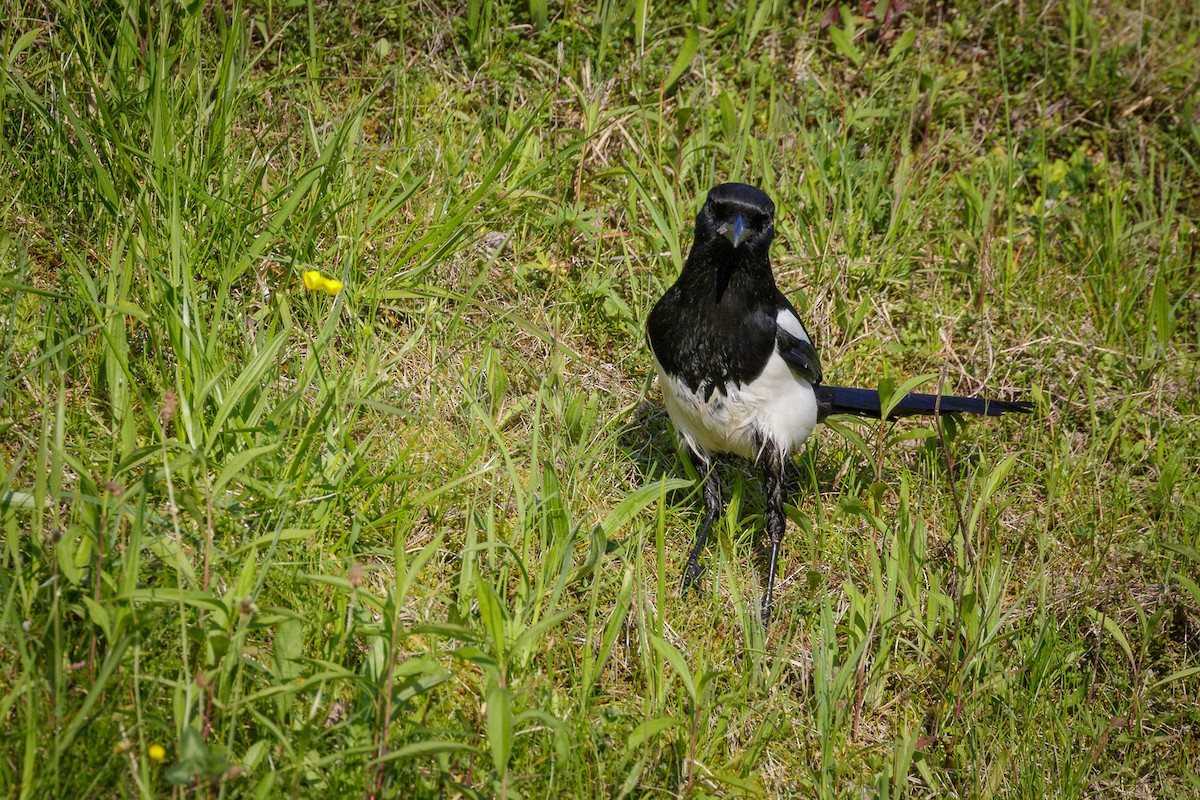 Eurasian Magpie - Reinhard Brantner