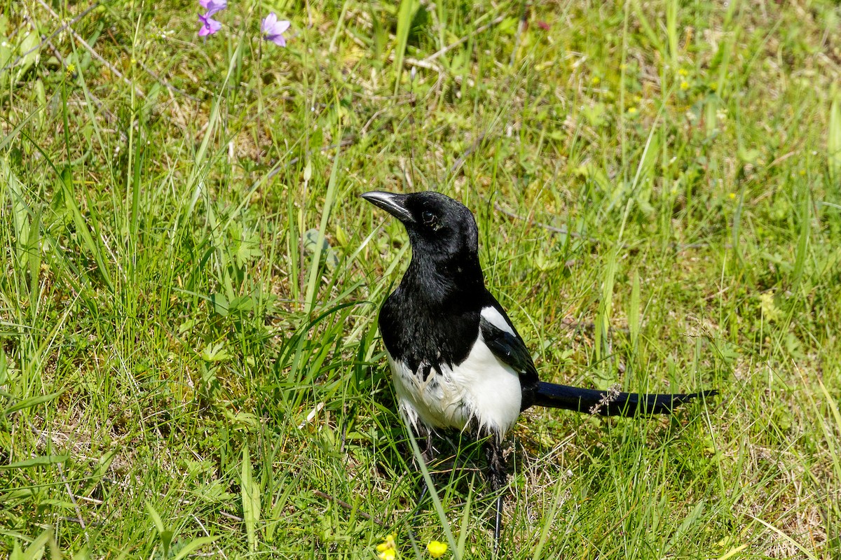 Eurasian Magpie - Reinhard Brantner