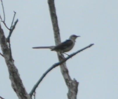 Northern Mockingbird - ML61917971