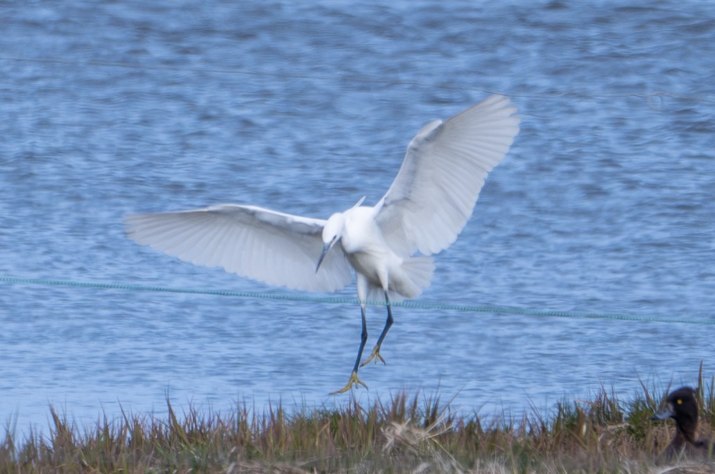 Little Egret - Marcus Kelly