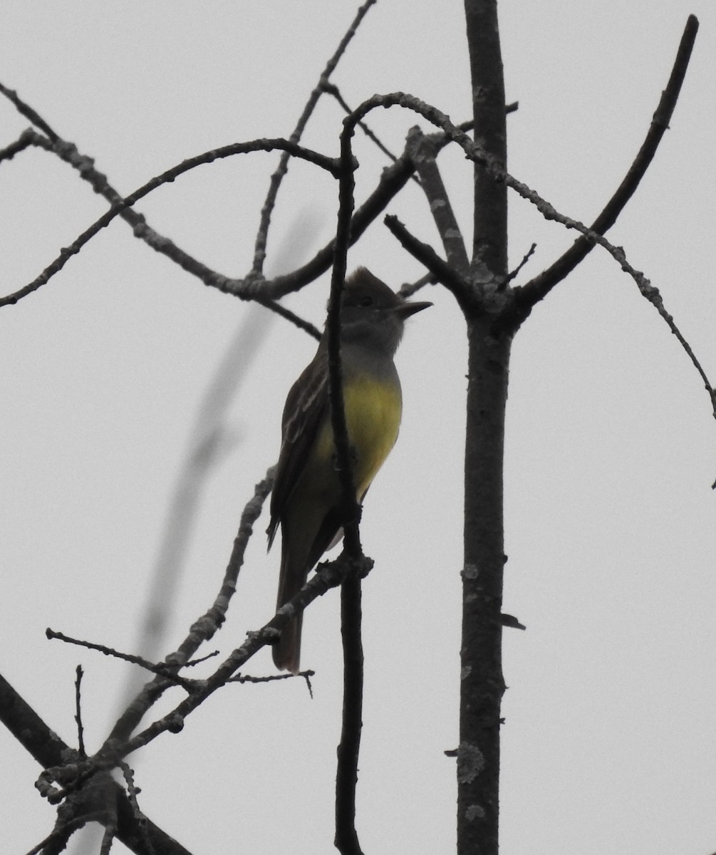Great Crested Flycatcher - T C