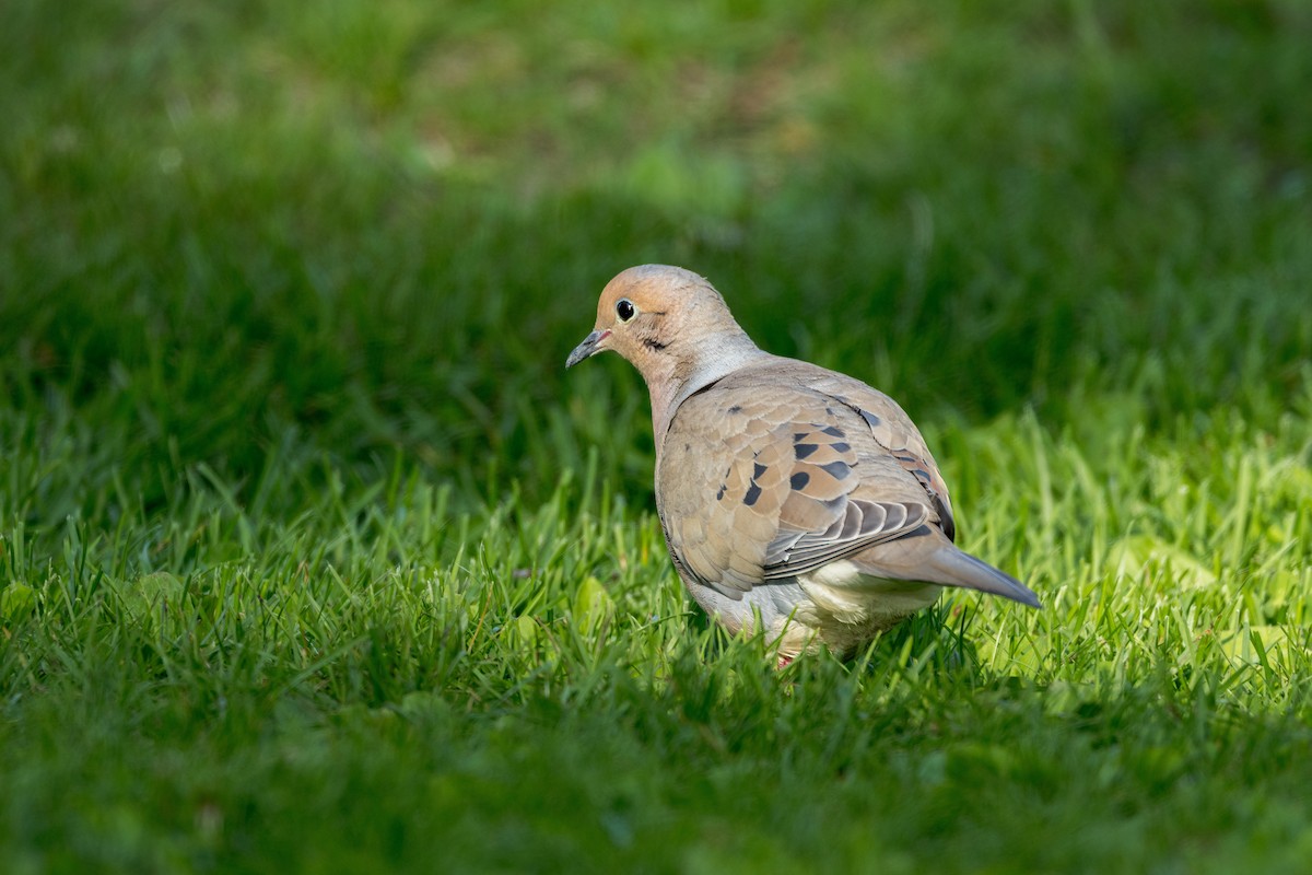 Mourning Dove - Ric mcarthur