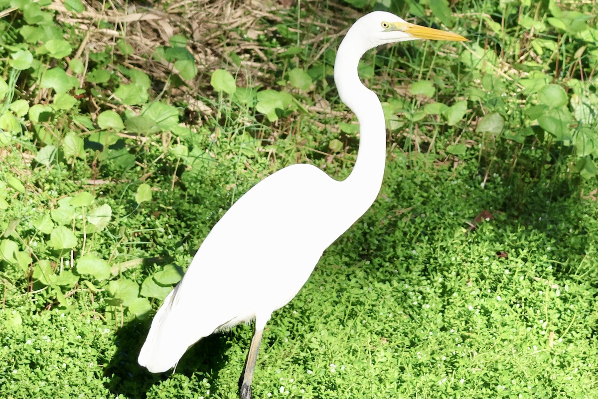 Great Egret - Terry O’Connor