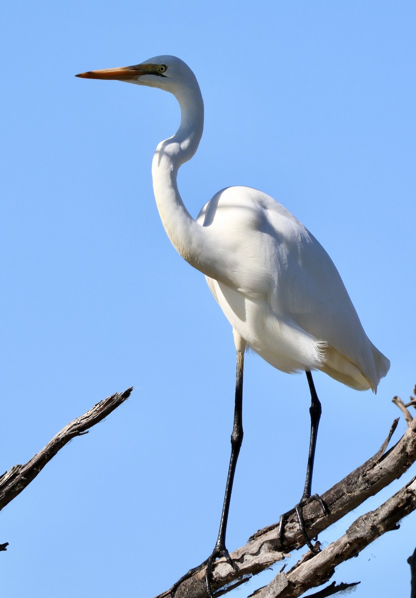 Great Egret - Terry O’Connor