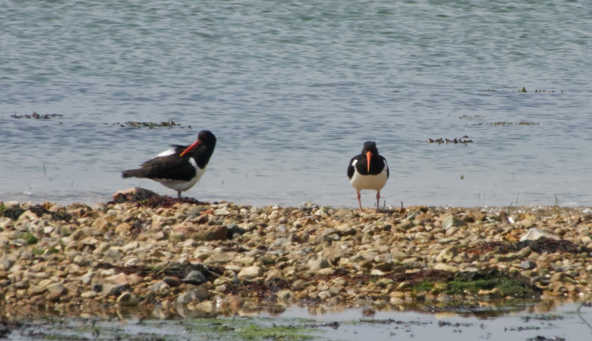 Eurasian Oystercatcher - Stuart Malcolm