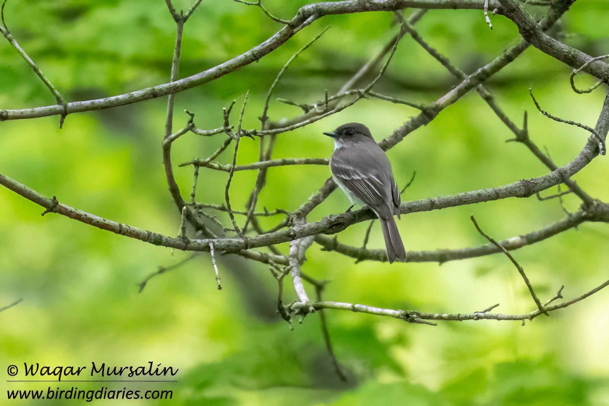 Eastern Phoebe - ML619179729