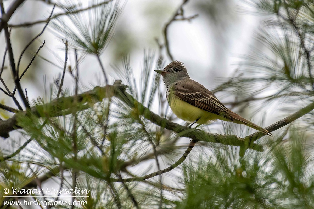 Great Crested Flycatcher - Waqar Mursalin