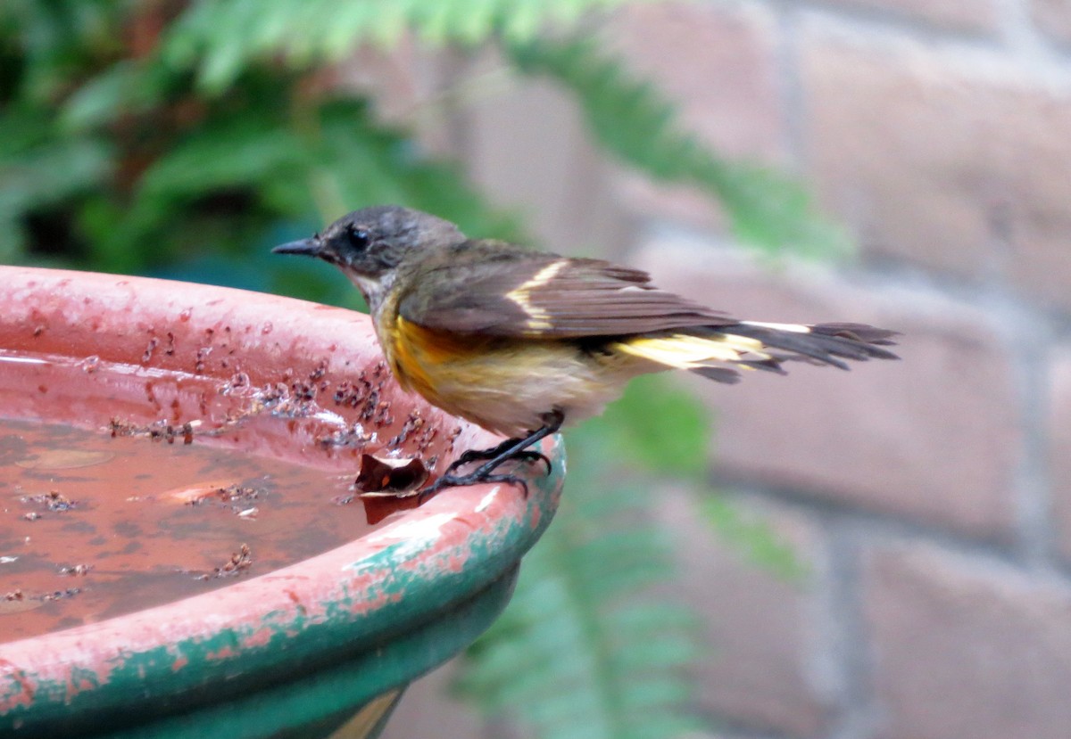 American Redstart - Lisa Kinsolving