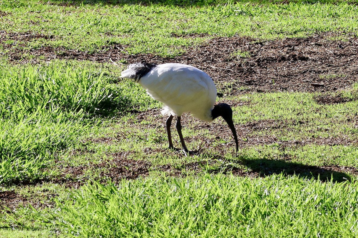 Australian Ibis - Terry O’Connor